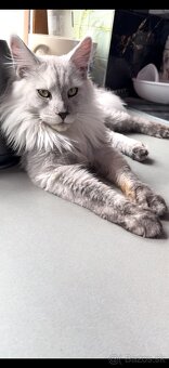 maine coon kocurik - 4