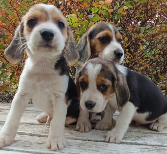 Beagle, bigel, bigl bez PP - 4