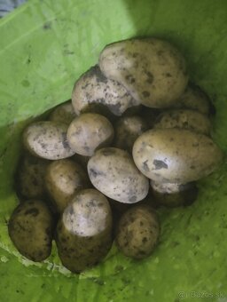 Predám zemiaky typ A - 4