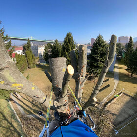 Rizikový výrub / rizikové pílenie stromov - 4