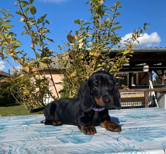 Jazvečík trpasličí s PP (chalani) - 4