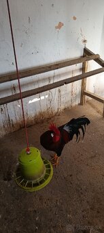 Vlaška jarabičia - 4