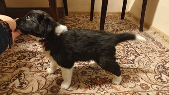 Border kolie s PP - 4