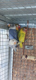 Predám agapornisov - 4