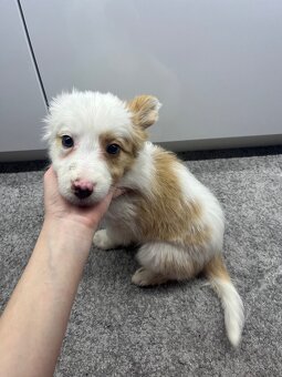 Border kólia šteniatka - 4