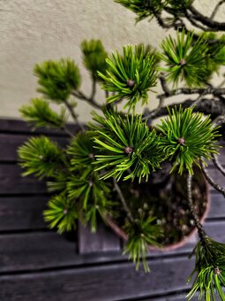 Bonsai, Bonsaj, Borovica horská - 4