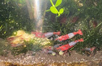 Predám krevetky Neocaridina Red Rili - 4
