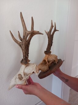 Srnčie trofeje - 4
