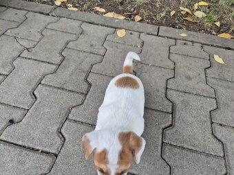 Šteniatka Jack russel - 4