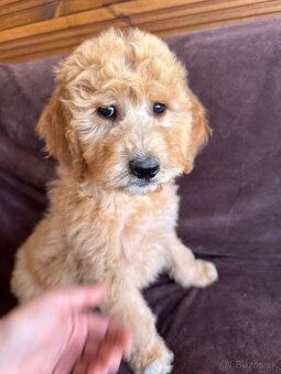 Goldendoodle / Pudel - 4