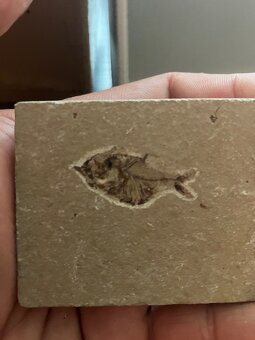 Fosília, skamenelina, rybka - inzerát č.8 Libanon - 4