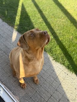 Ponukam psa na krytie - 4