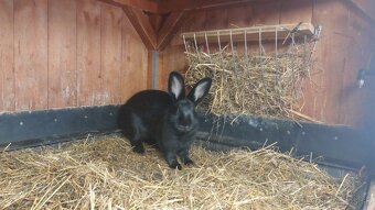 Králiky do chovu - 4