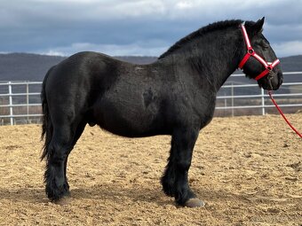 Ťažný kôň na predaj - Valach - 4