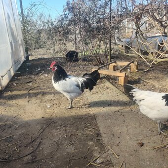 Lakenvelder kohút - 4