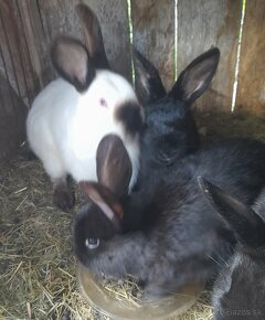 Zajace ,králiky - 4