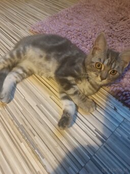 Britske maciatka - 4