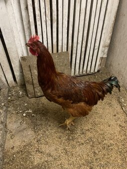 Predám mladé kohúty - 4