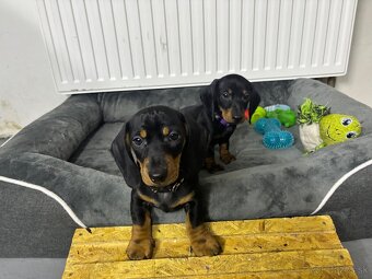 Jazvečík kratkosrstý - 4