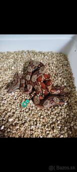 Boa Constrictor IMG INCA - 4