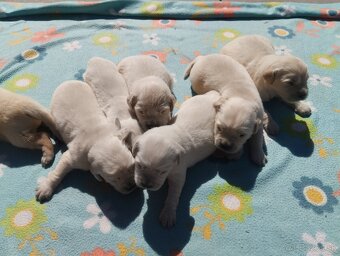 Zlatý retriever - 4