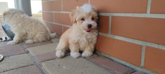 Malí chlapci z Micro Maltipoo - 4