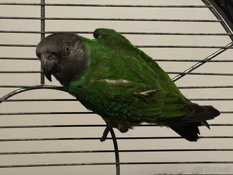 Papagáj Senegalský samec - 4