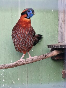 BAZANT TRAGOPAN TEMMINCKII - 4