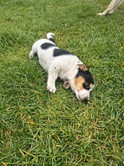 Jack Russel - 4