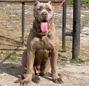 Bandog, cane corso, presa, doga, pitbull - 4