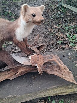 Preparát, trofej, trofeje, parozie - 4