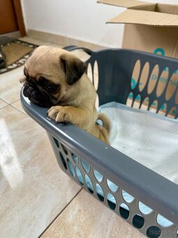 Mops mopslik - 4