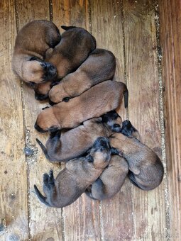 Belgicky ovčiak Malinois - 4