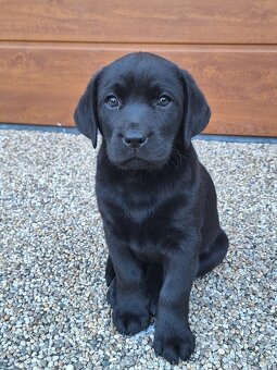 Labrador šteniatka - 4