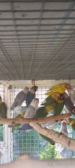 Predám ml agapornisy - 4