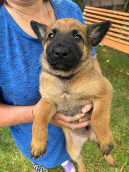 Belgicky ovčiak malinois - 4