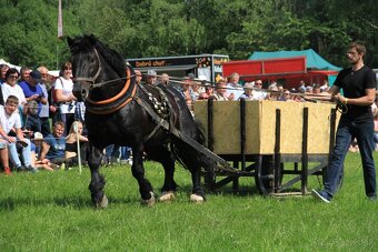 Predám plemenneho žrebca - 4