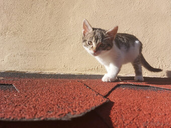 Podarujem mačiatka - 4