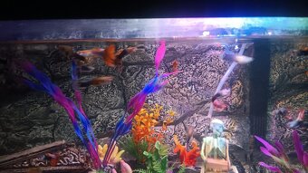 Gubka rybka do akvaria - 4