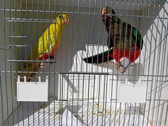 PAPAGÁJ KRÁLOVSKÝ štepiteľné na žlté - 4