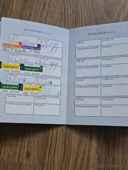 Čivava krátkosrstá (psík) - 4