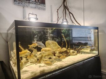 Predám akvárium - 4