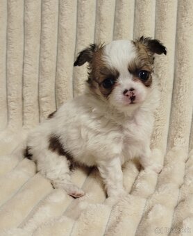 Čivava mini psík dlhosrstý - 4