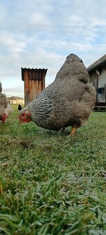 KURIATKA Wyandotky strieborno vlnitej a čierno lemovanej - 4