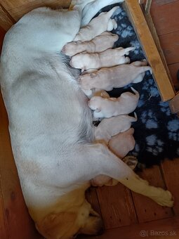 Šteniatka LABRADORA - 4