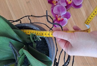 umelá orchidea v kvetináči, výška 75cm - 4