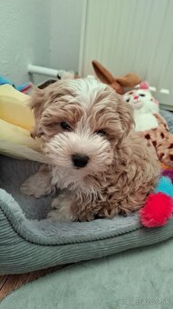 Predám psíka Maltipoo - 4