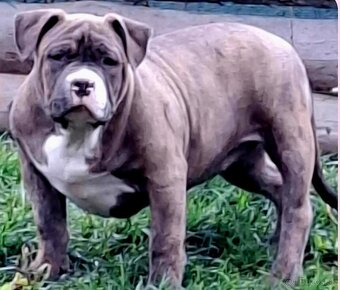 American Bully krytie - 4