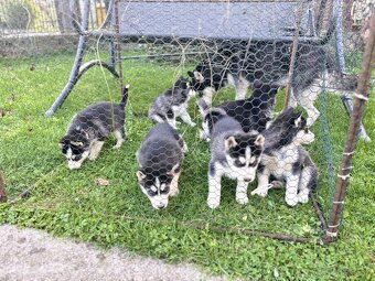 Sibírsky husky - 4