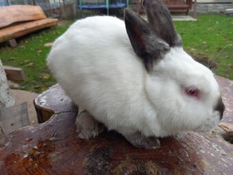 Kalifornský králik - 4